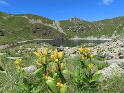 67 Alcuni stambecchi sono al lago
